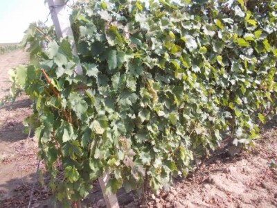 Lovas - vinogradi i kukuruzi