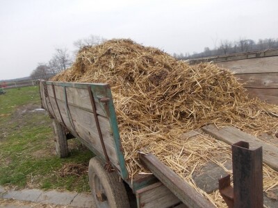 Lipicanci zimi na Ivandvoru