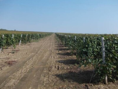 Lovas - vinogradi i kukuruzi