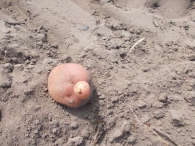 Pjeskovito tlo u Mađarskoj