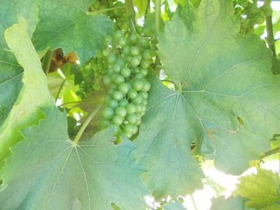 vinogradi PZ Trs Ilok