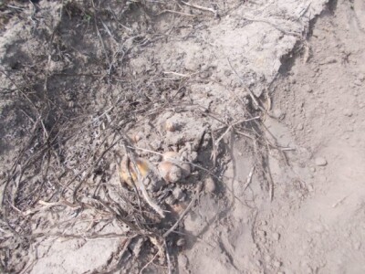 Pjeskovito tlo u Mađarskoj