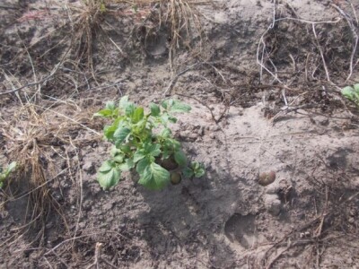 Pjeskovito tlo u Mađarskoj