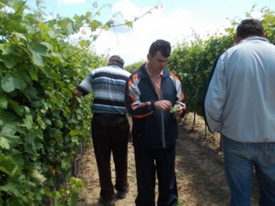 vinogradi PZ Trs Ilok