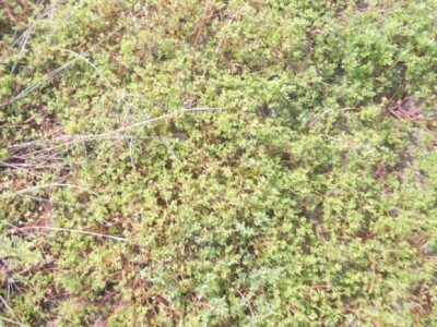 Pjeskovito tlo u Mađarskoj