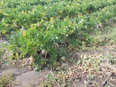 Pjeskovito tlo u Mađarskoj