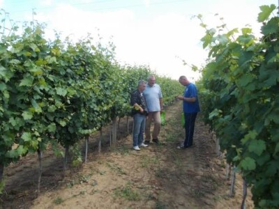 vinogradi PZ Trs Ilok