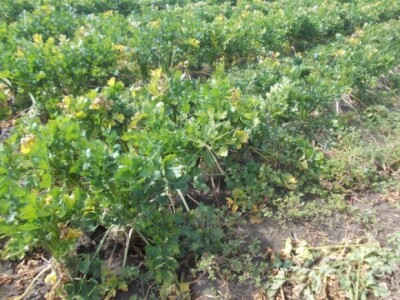 Pjeskovito tlo u Mađarskoj