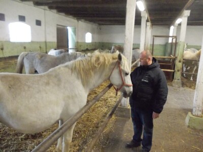 Lipicanci su mirni i druželjubivi