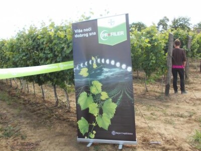 vinogradi PZ Trs Ilok