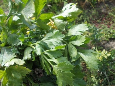 Pjeskovito tlo u Mađarskoj