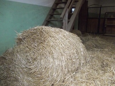 Lipicanci zimi na Ivandvoru