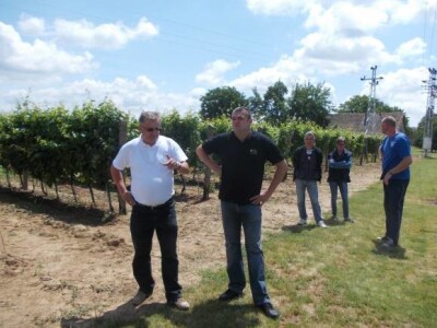 vinogradi PZ Trs Ilok