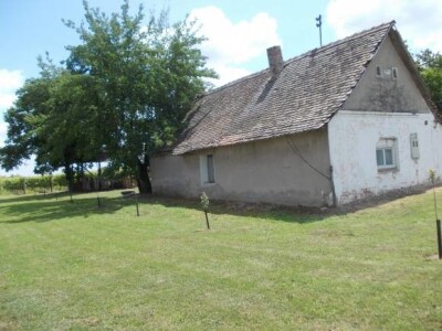 vinogradi PZ Trs Ilok