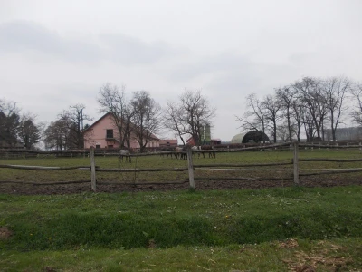 Lipicanci zimi na Ivandvoru