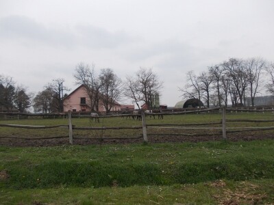 Lipicanci zimi na Ivandvoru