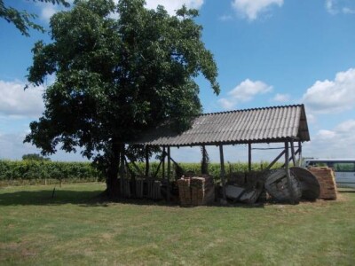 vinogradi PZ Trs Ilok