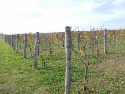 Podrum i vinograd Vinka Medića Podrum i vinograd Vinka Medića