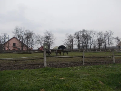 Lipicanci zimi na Ivandvoru