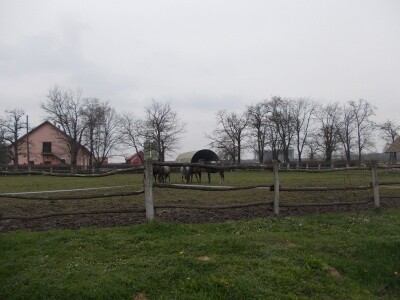 Lipicanci zimi na Ivandvoru