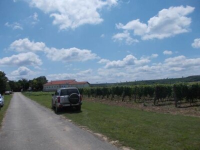 vinogradi PZ Trs Ilok