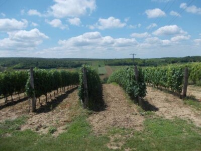 vinogradi PZ Trs Ilok