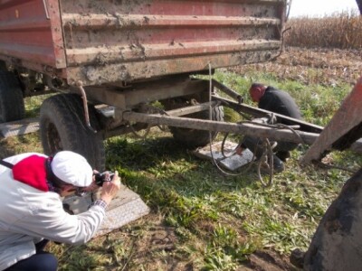 Synentini kukuruzi Synentini kukuruzi