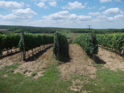 Panorama iločkih vinograda