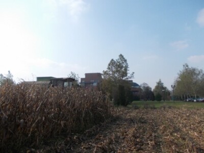 Synentini kukuruzi Synentini kukuruzi