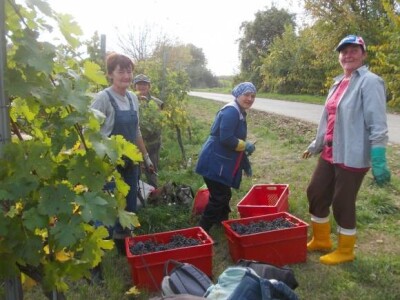 Berba i podrumi Suza i Zmajevac