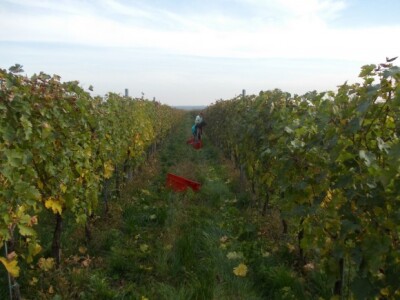 Podrum i vinograd Pere Kusića