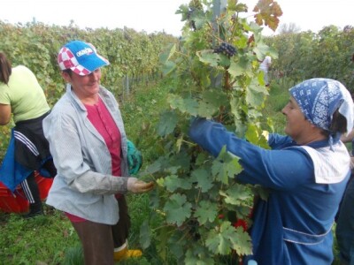 Podrum i vinograd Pere Kusića