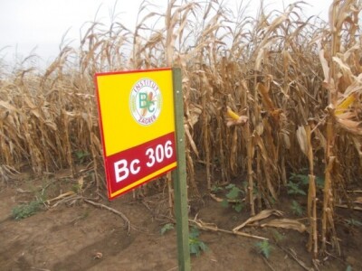 BC kukuruzi u Lovasu