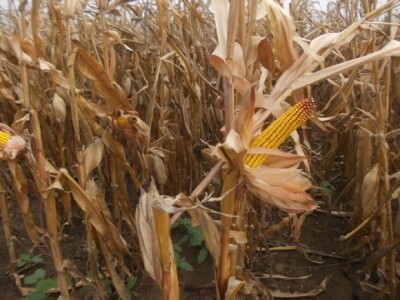 BC kukuruzi u Lovasu