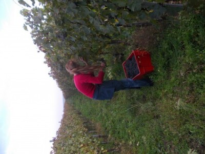 Podrum i vinograd Pere Kusića