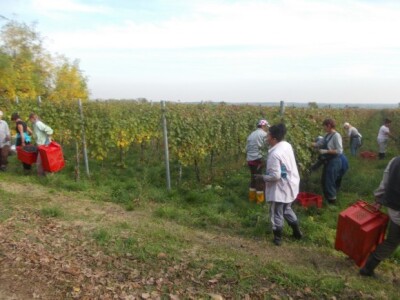 Podrum i vinograd Pere Kusića