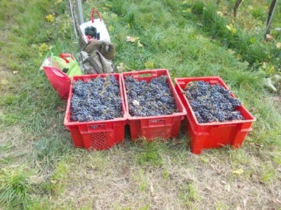 Podrum i vinograd Pere Kusića