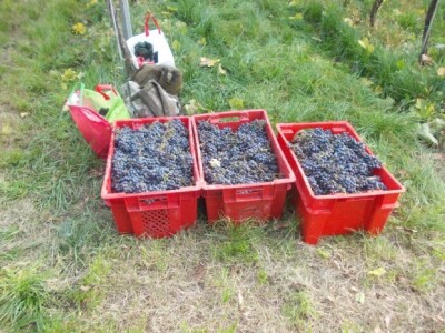 Podrum i vinograd Pere Kusića