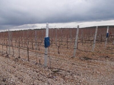 Ruže u vinogradu Ruže u vinogradu