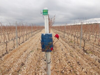 Ruže u vinogradu Ruže u vinogradu