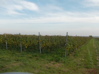 Podrum i vinograd Pere Kusića