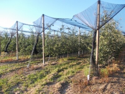 Jabuke i škrlet Jabuke i škrlet