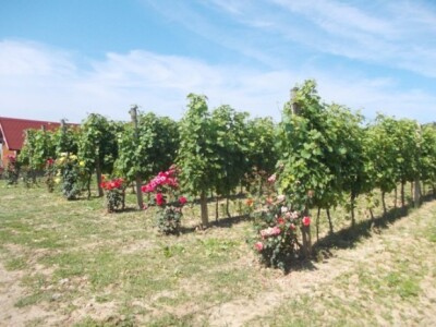 Ruže u vinogradu Ruže u vinogradu