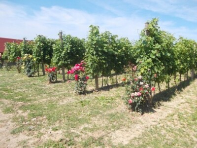 Ruže u vinogradu Ruže u vinogradu