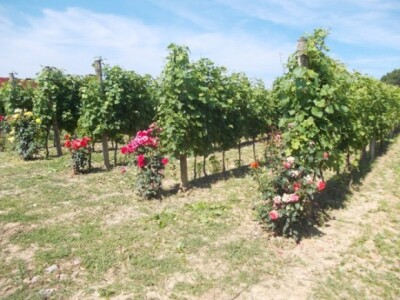 Ruže u vinogradu Ruže u vinogradu