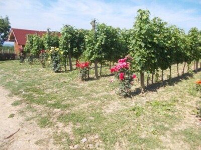 Ruže u vinogradu Ruže u vinogradu