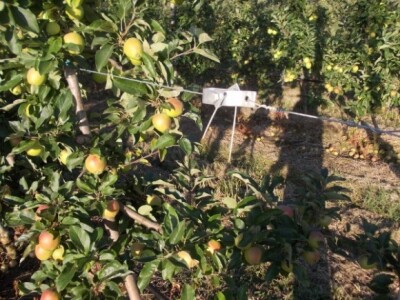 Jabuke i škrlet Jabuke i škrlet