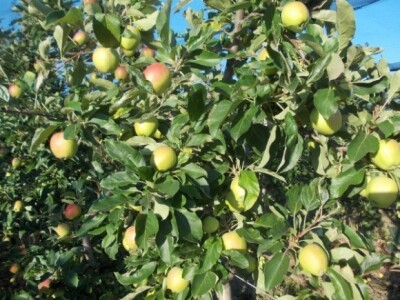 Jabuke i škrlet Jabuke i škrlet