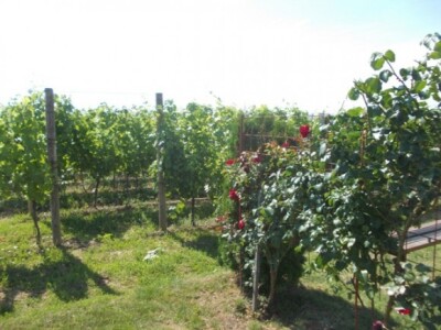 Ruže u vinogradu Ruže u vinogradu