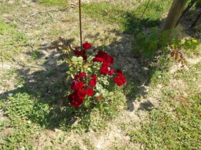 Ruže u vinogradu Ruže u vinogradu